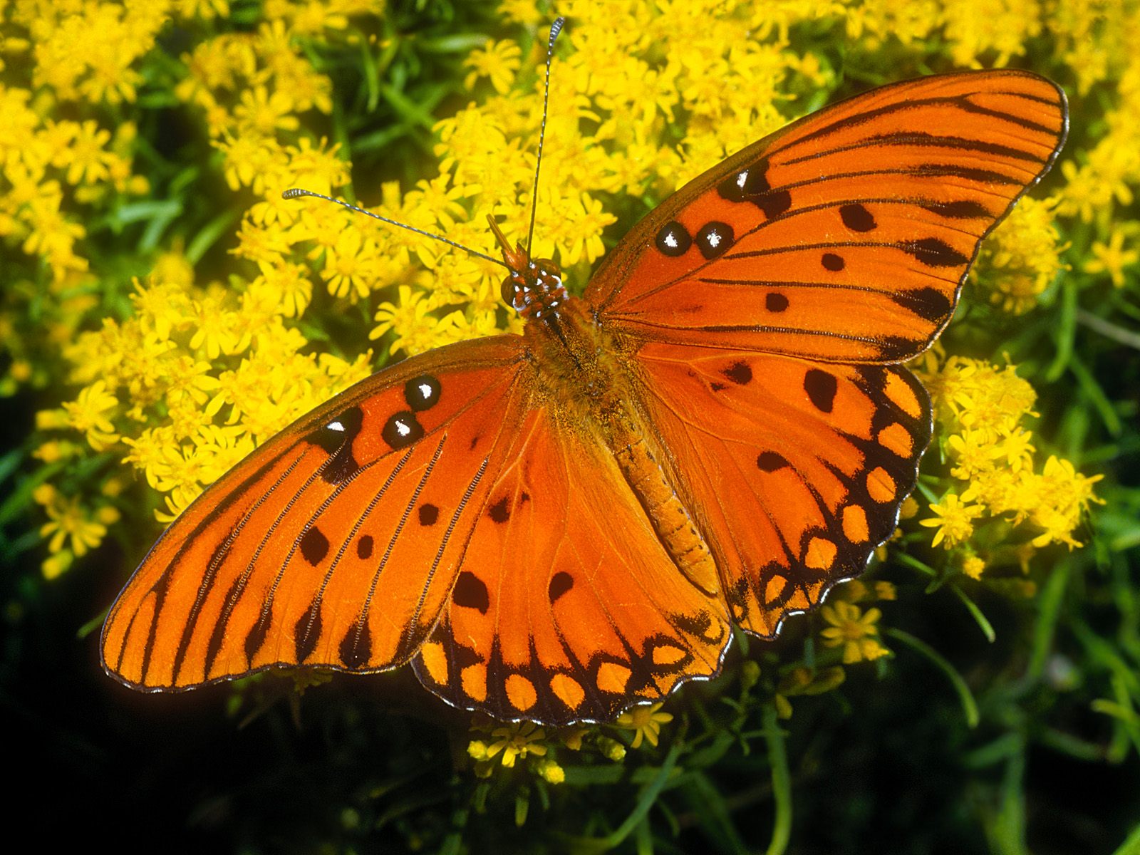 Gulf Fritillary1395812580